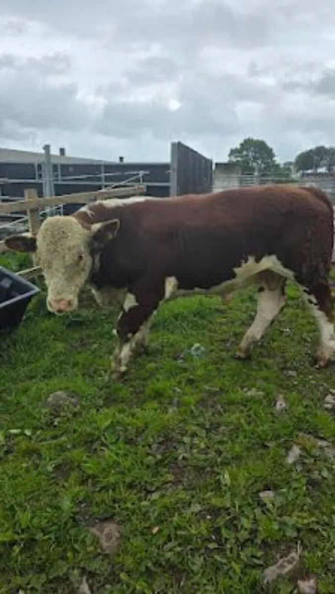 PBR Hereford Bull For Sale - Image 2
