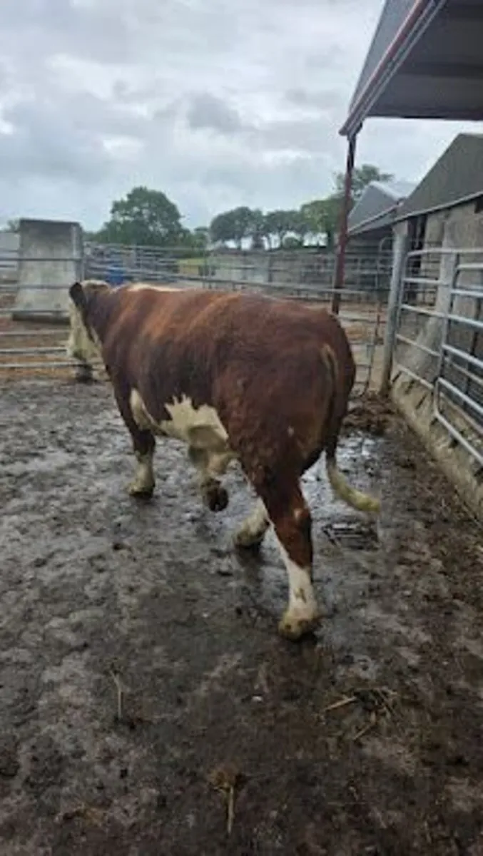 PBR Hereford Bull For Sale - Image 3