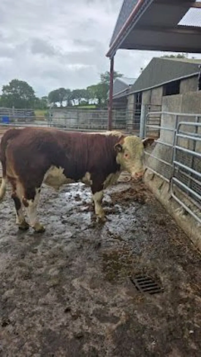 PBR Hereford Bull For Sale - Image 4