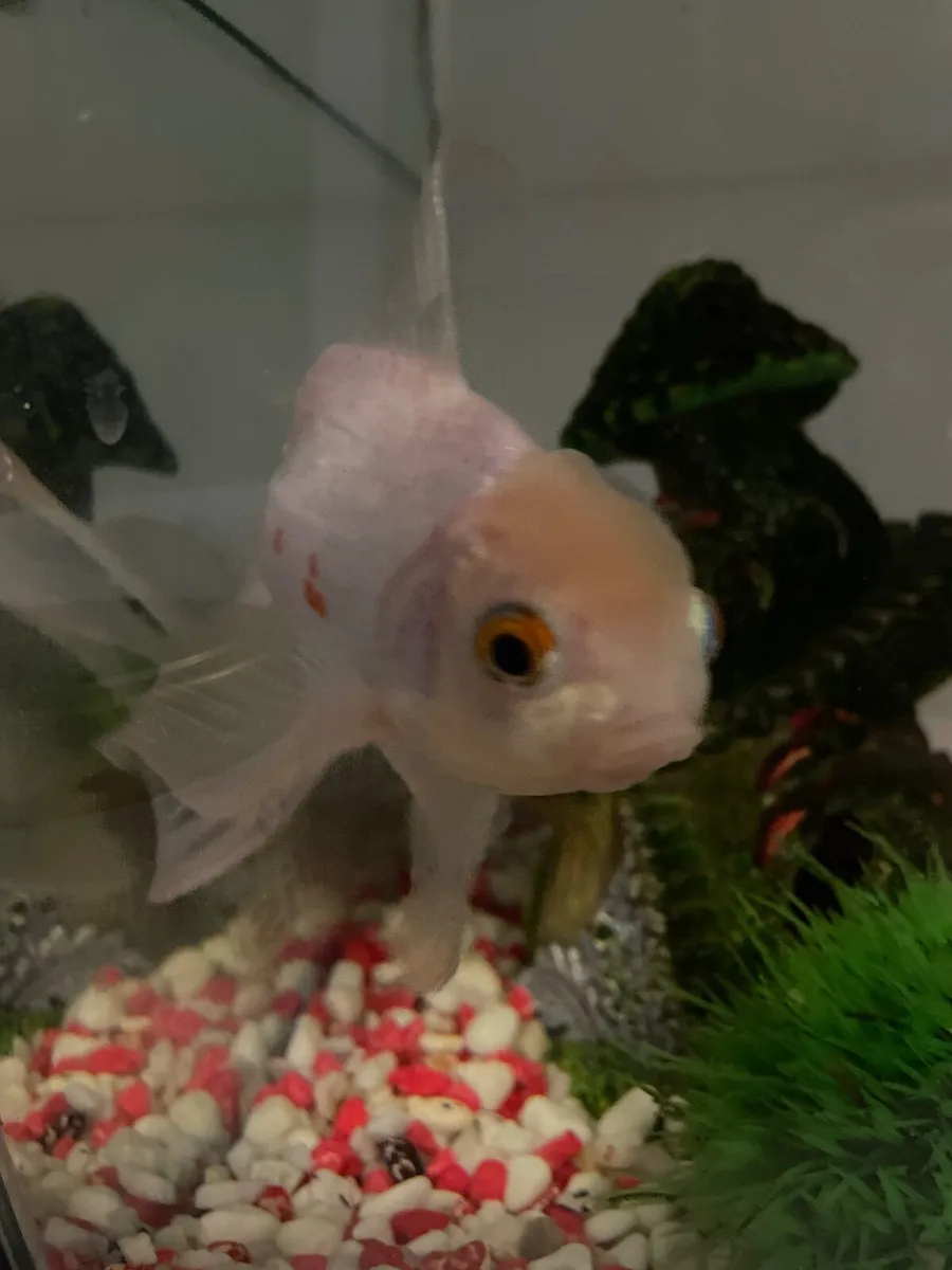 Goldfish with tank and accessories - Image 1