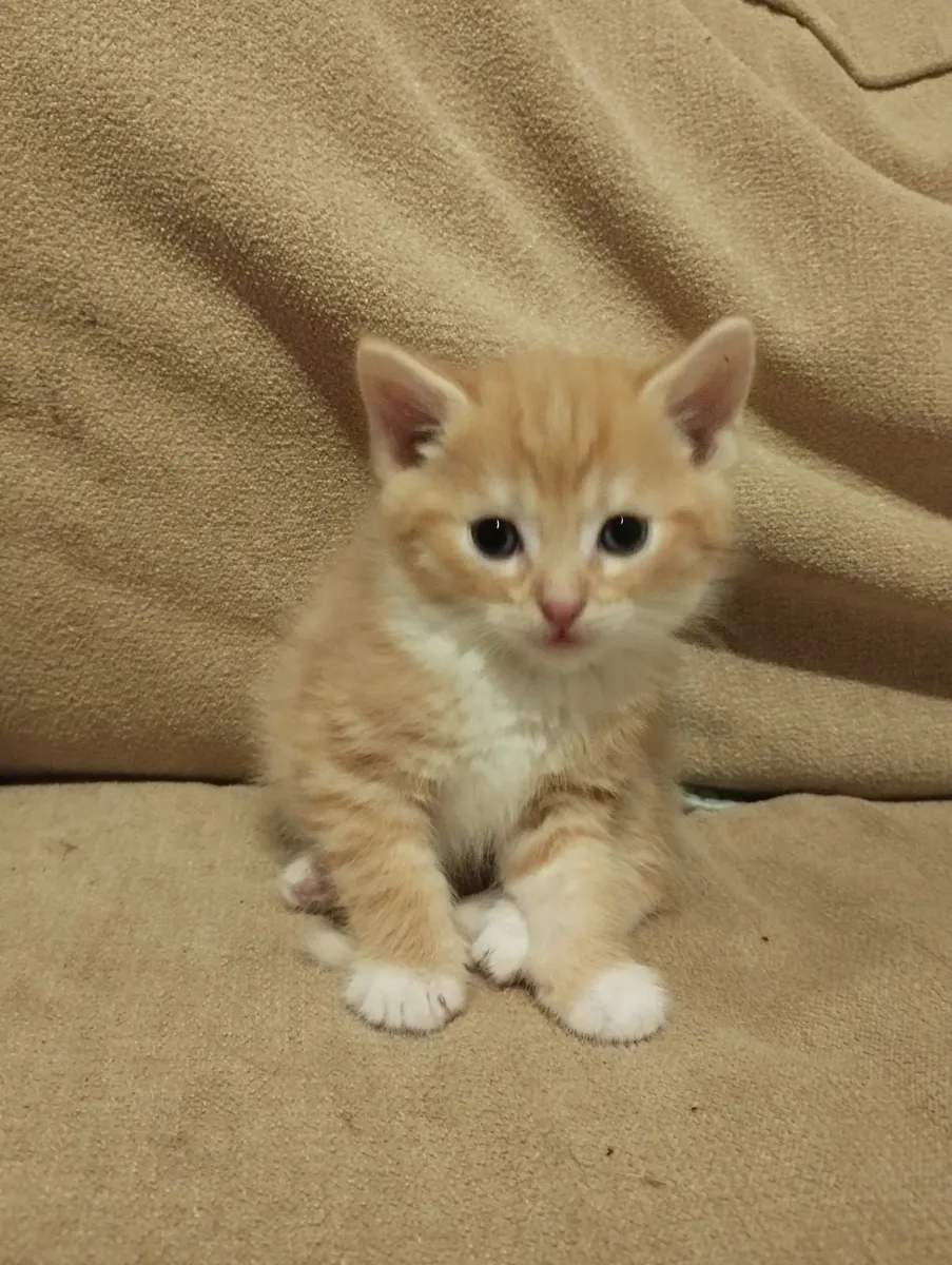 Kittens - Image 1