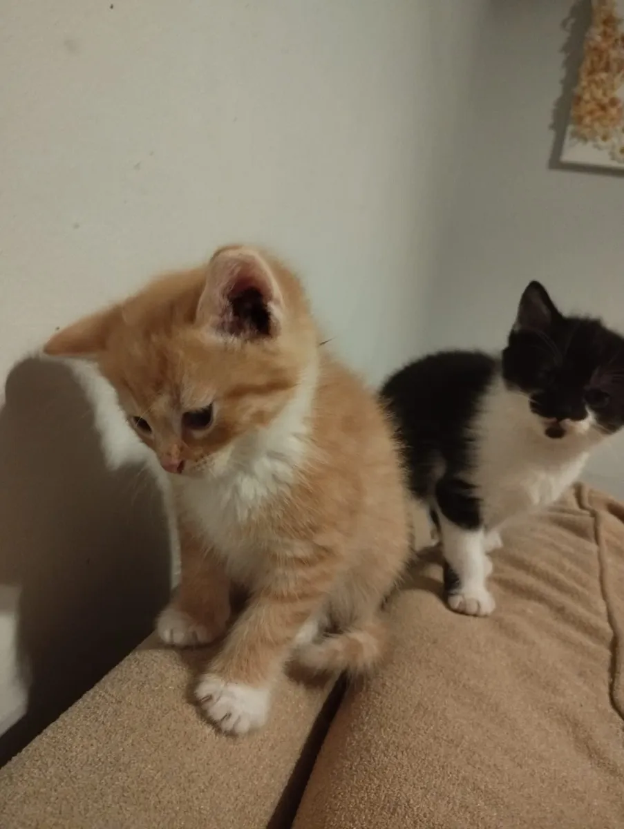 Kittens - Image 2