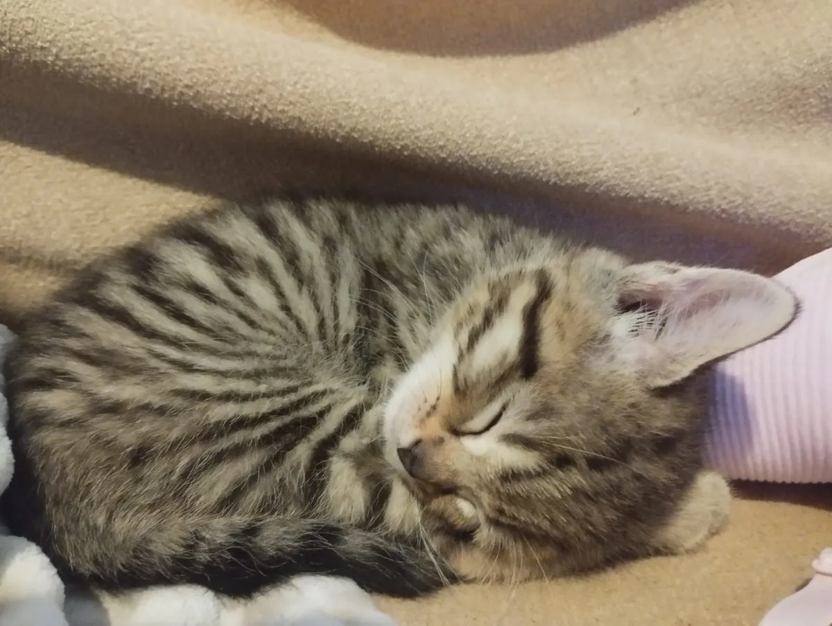 Kittens - Image 3