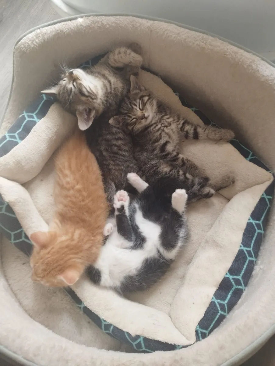 Kittens - Image 4