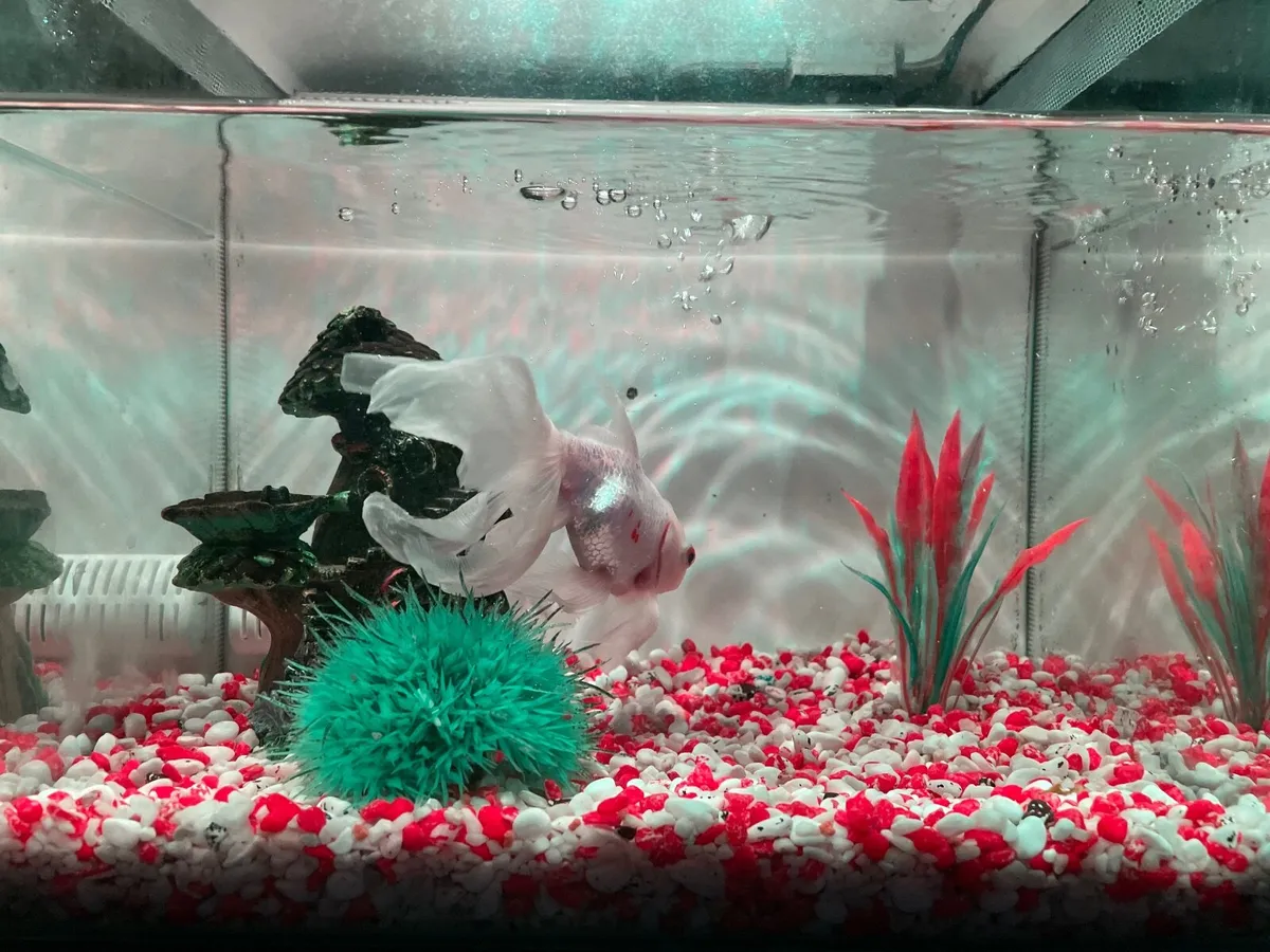 Goldfish with tank and accessories - Image 2