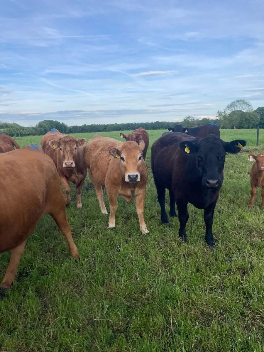 Organic Incalf Heifers - Image 3