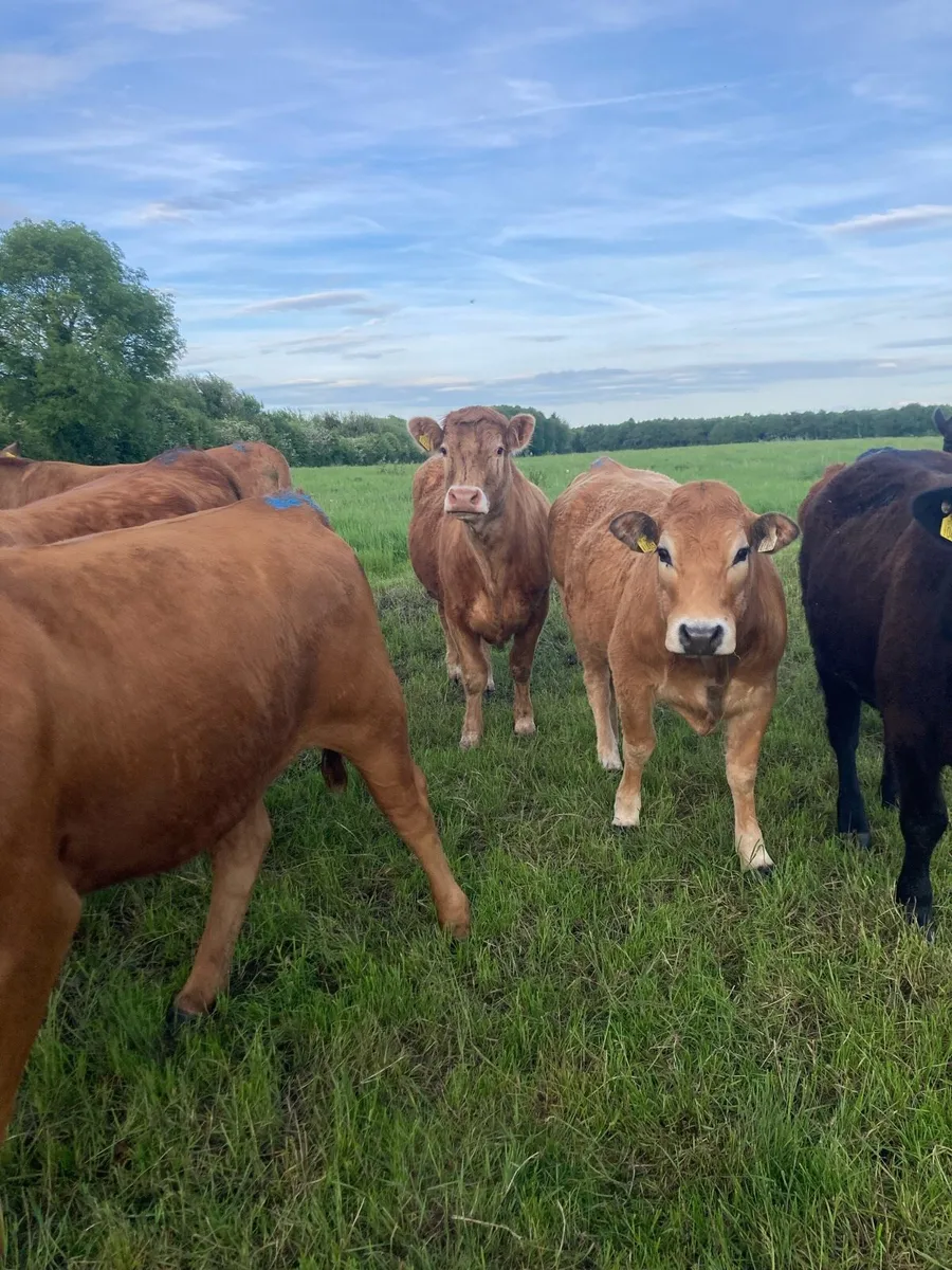 Organic Incalf Breeding Heifers - Image 1