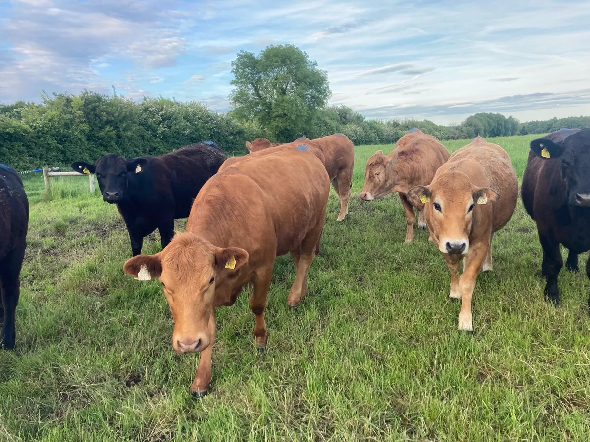 Organic Incalf Breeding Heifers - Image 2