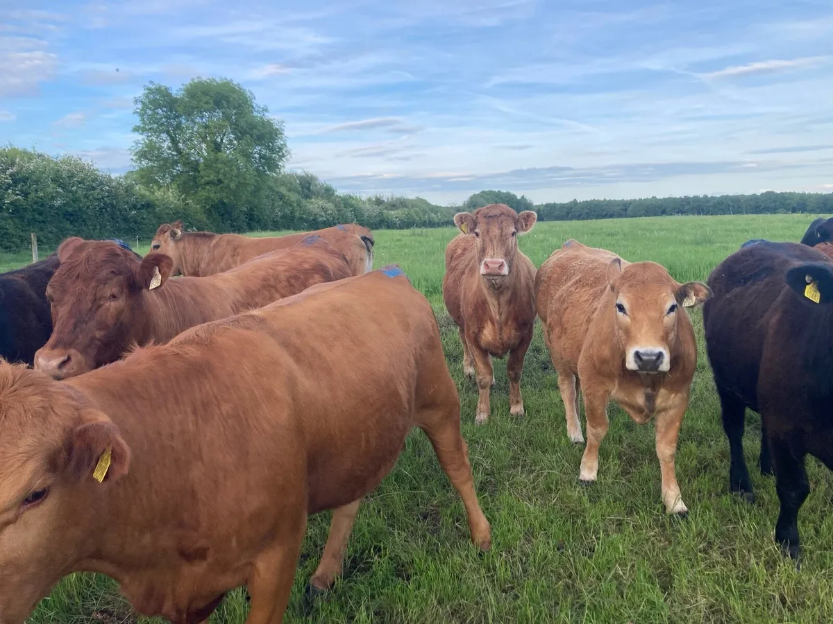 Organic Incalf Breeding Heifers - Image 3