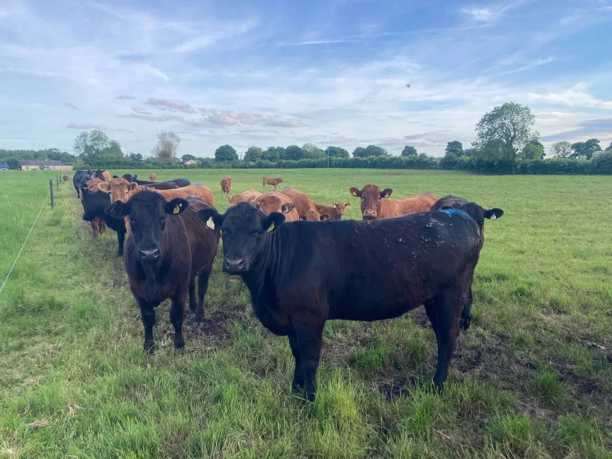 Organic Incalf Breeding Heifers - Image 4