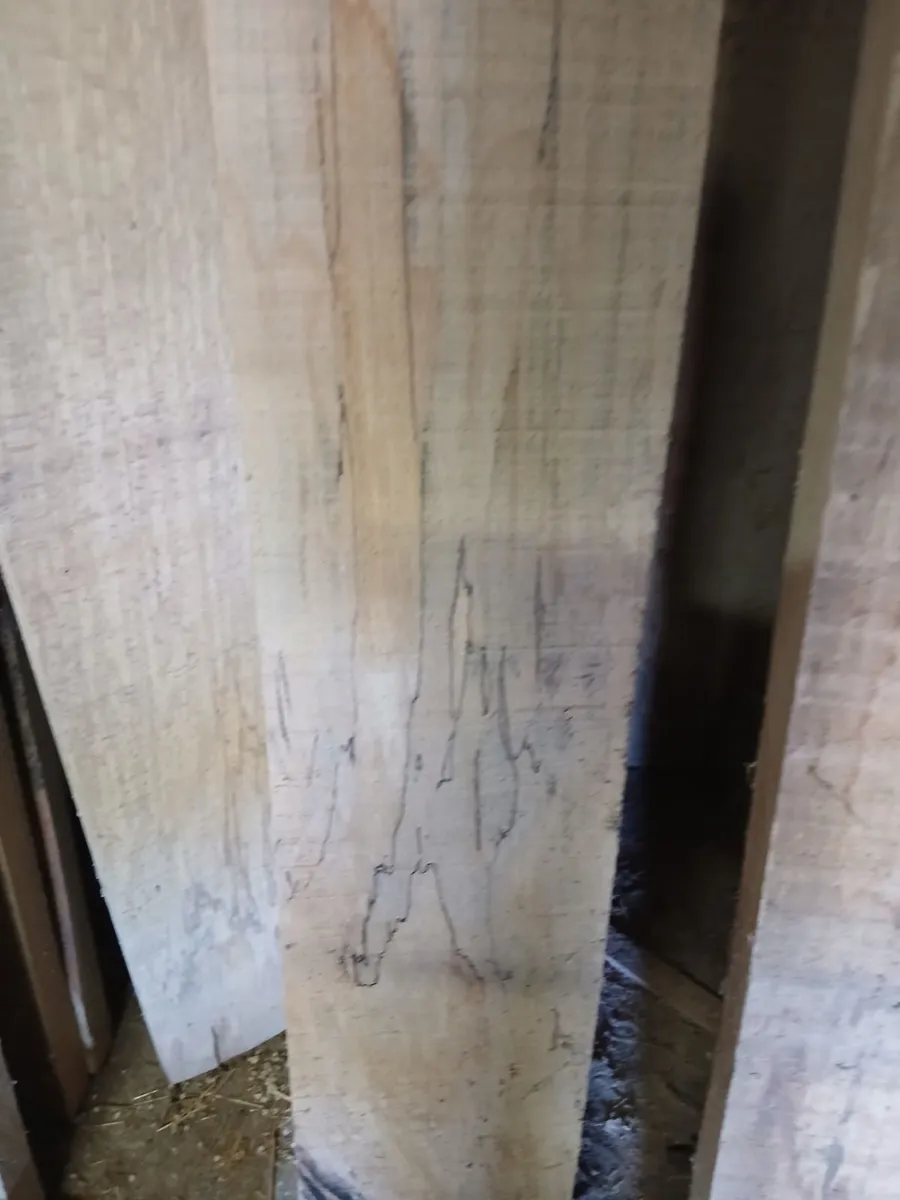 Spalted Beech - Image 2
