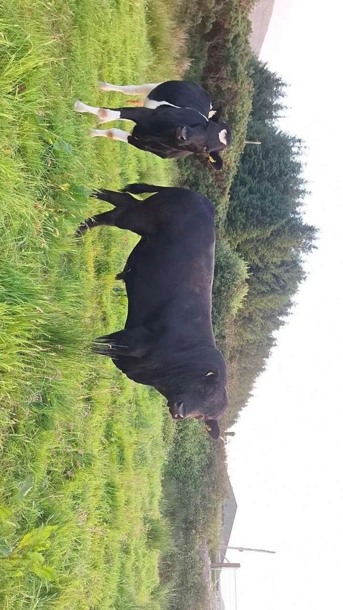 Pure bred non registered Angus bull - Image 1