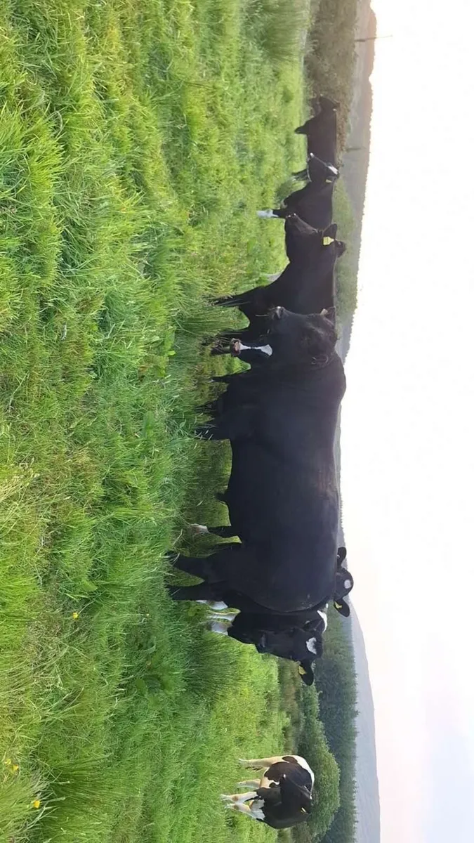 Pure bred non registered Angus bull - Image 2