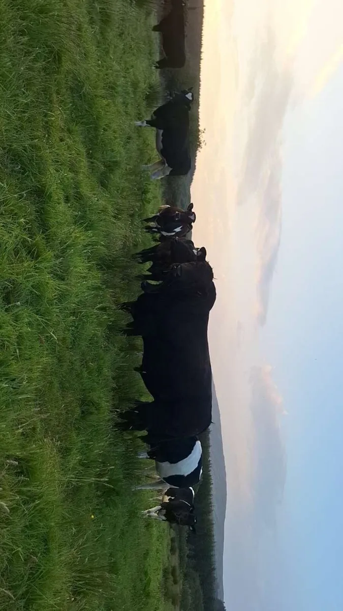 Pure bred non registered Angus bull - Image 3