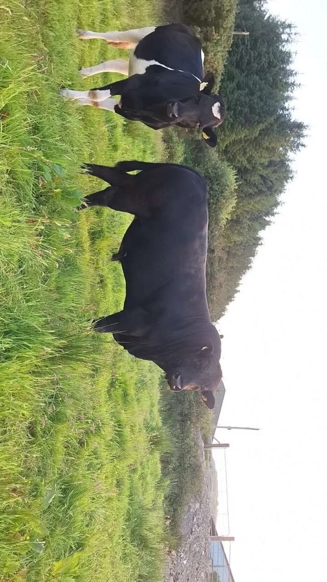 Pure bred non registered Angus bull - Image 4