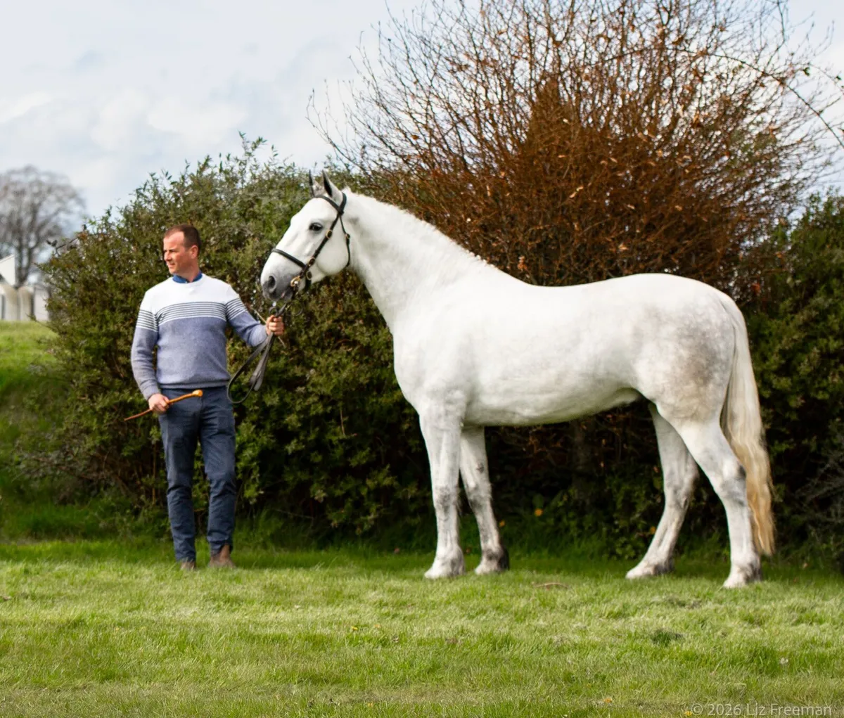 Kilmovee stud - Image 1