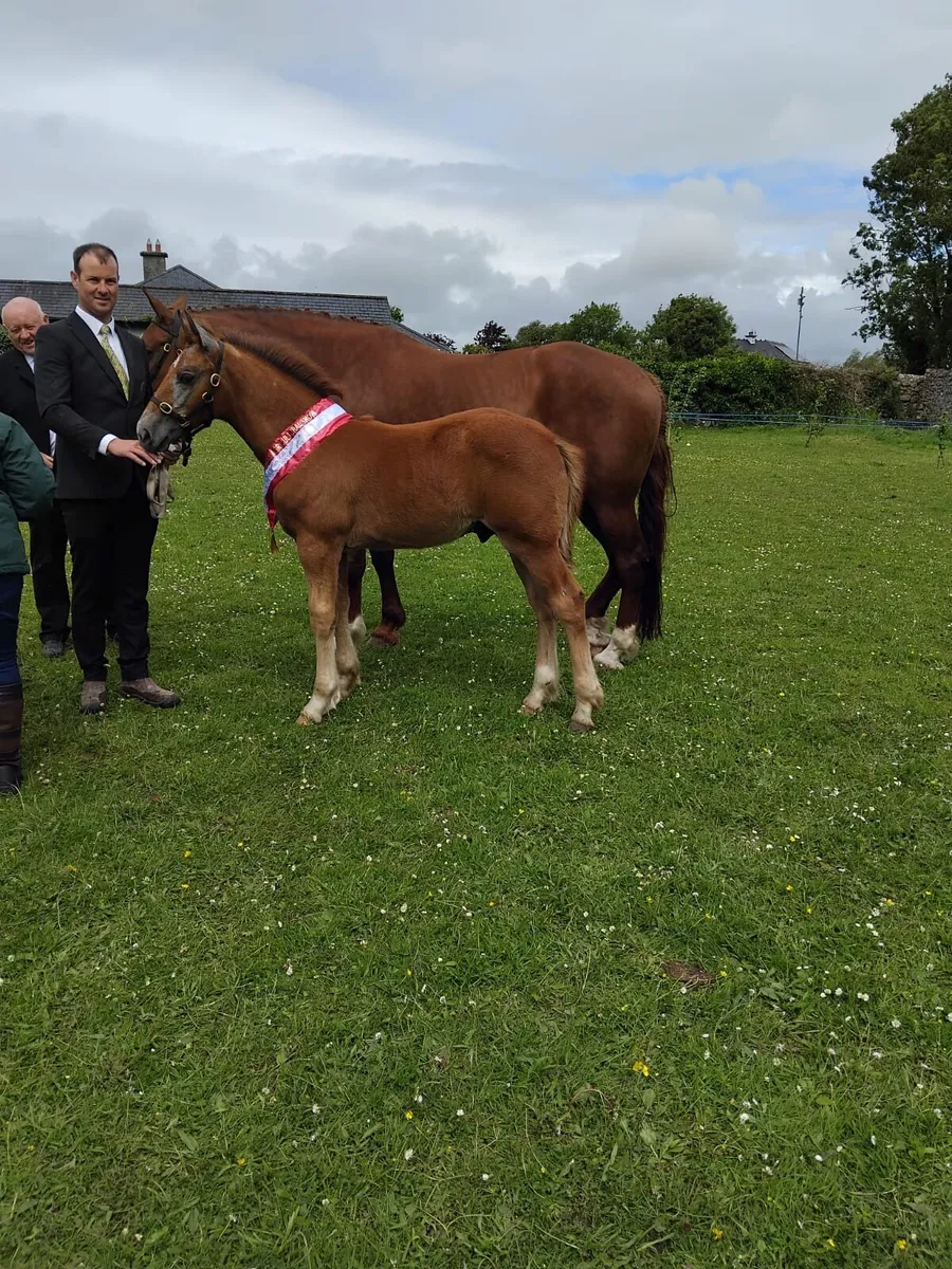 Kilmovee stud - Image 2