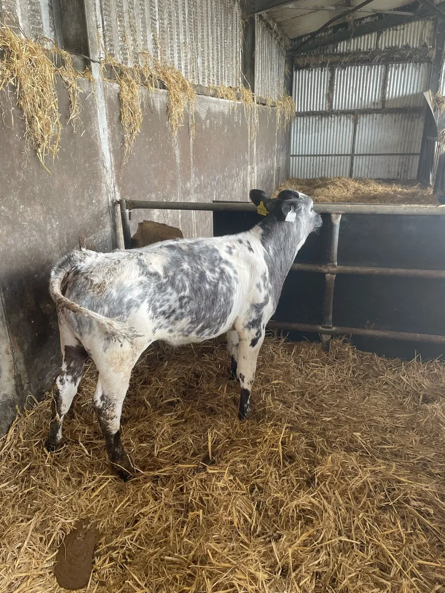 Reared Belgian Blue bulls - Image 1