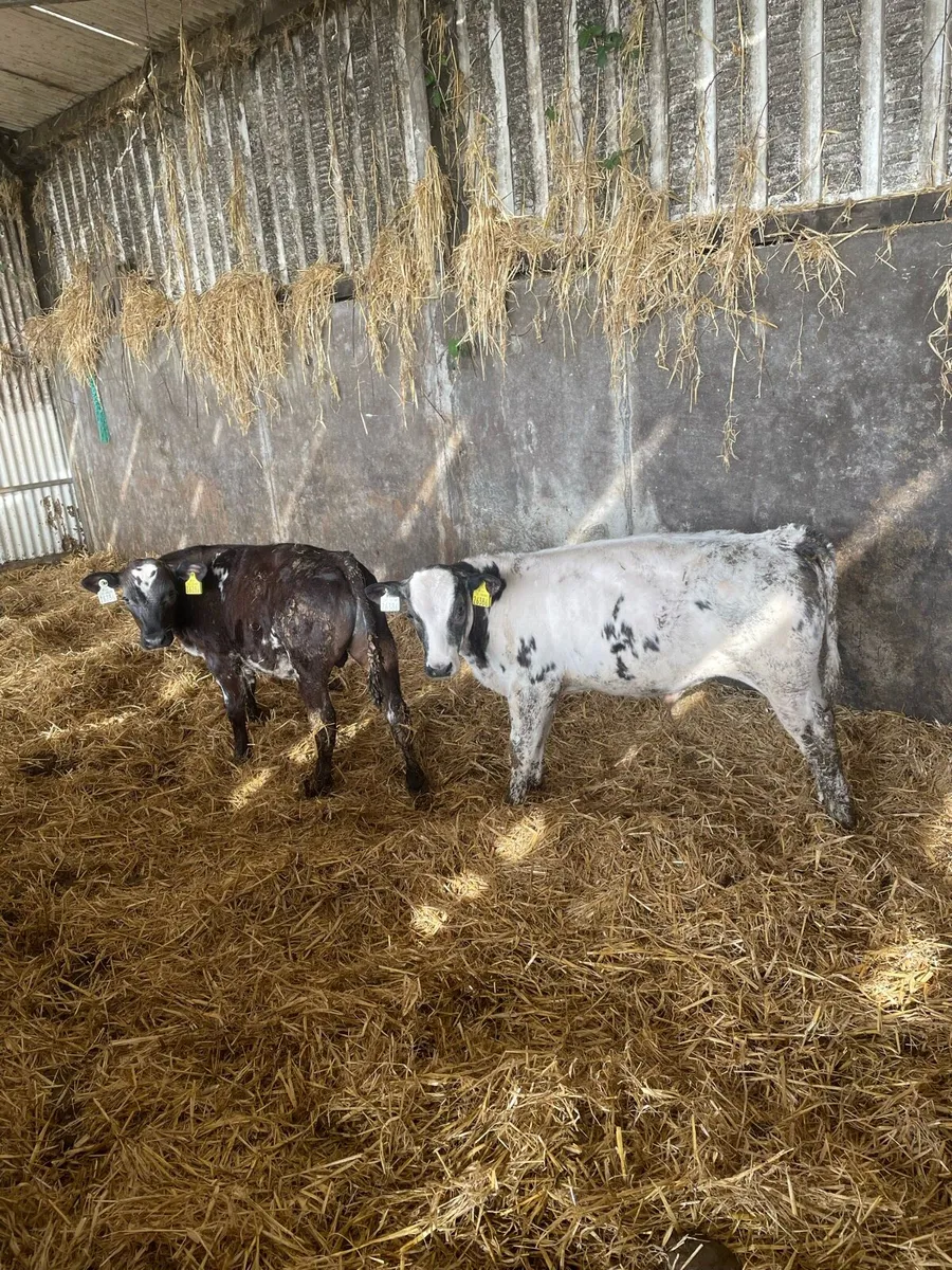 Reared Belgian Blue bulls - Image 2