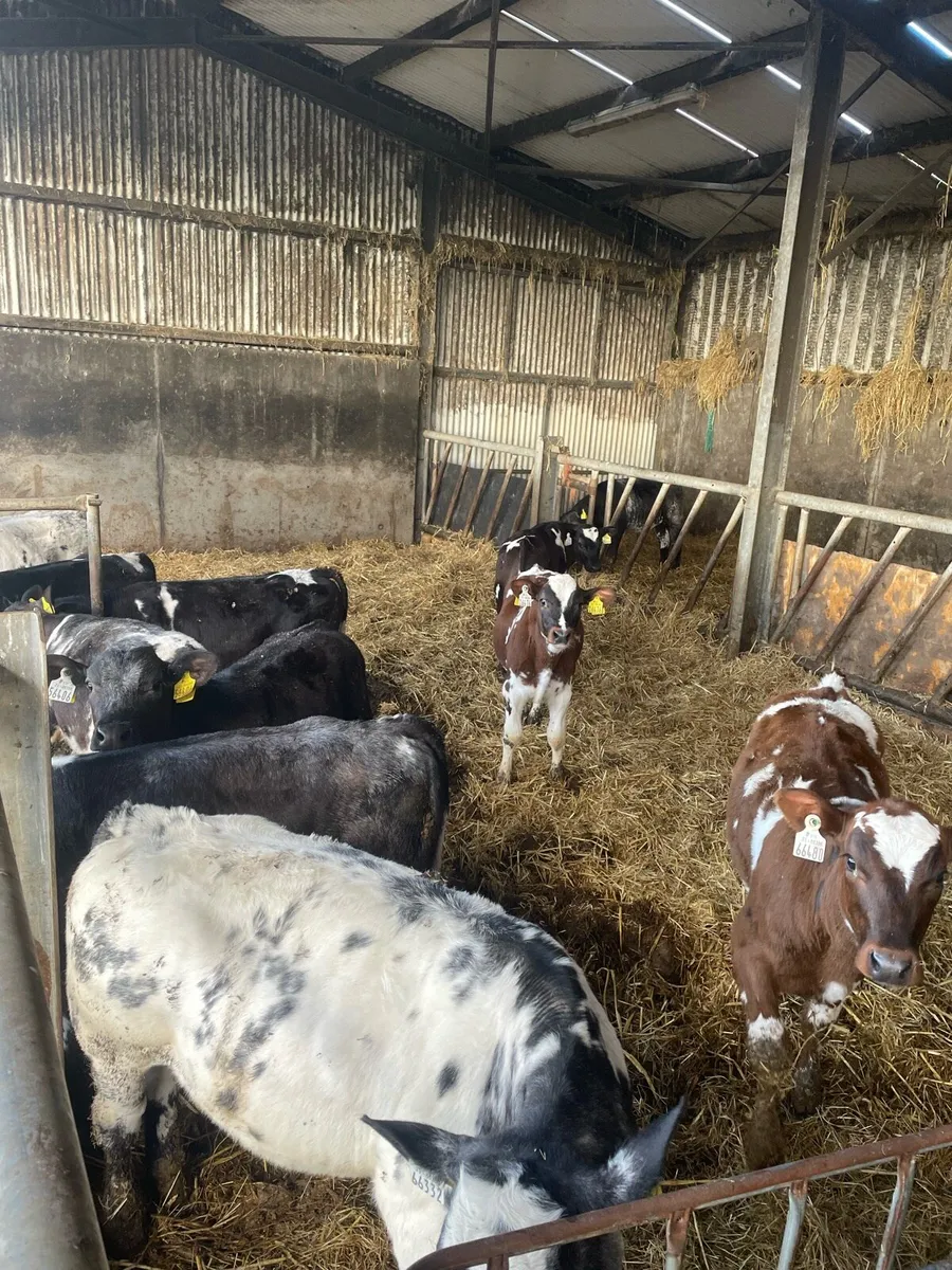 Reared Belgian Blue bulls - Image 3