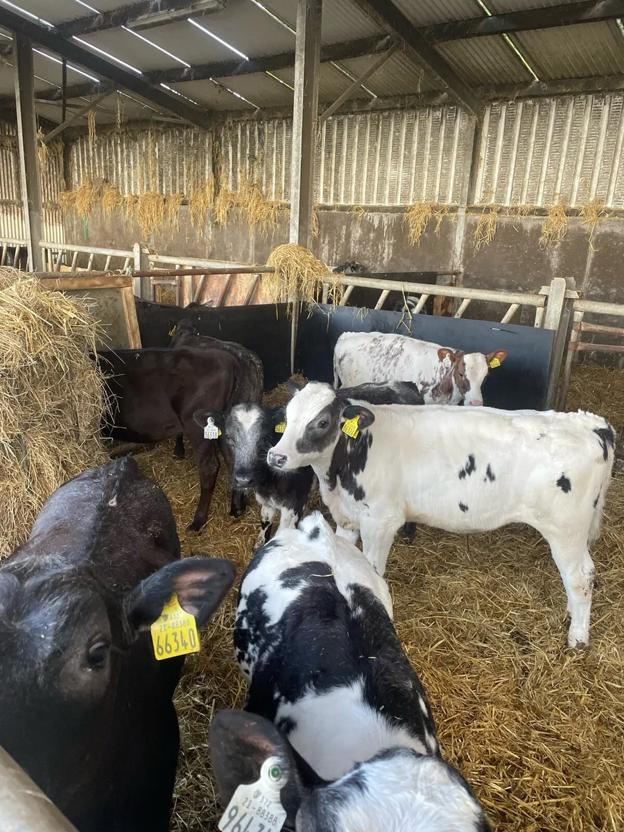 Reared Belgian Blue bulls - Image 4