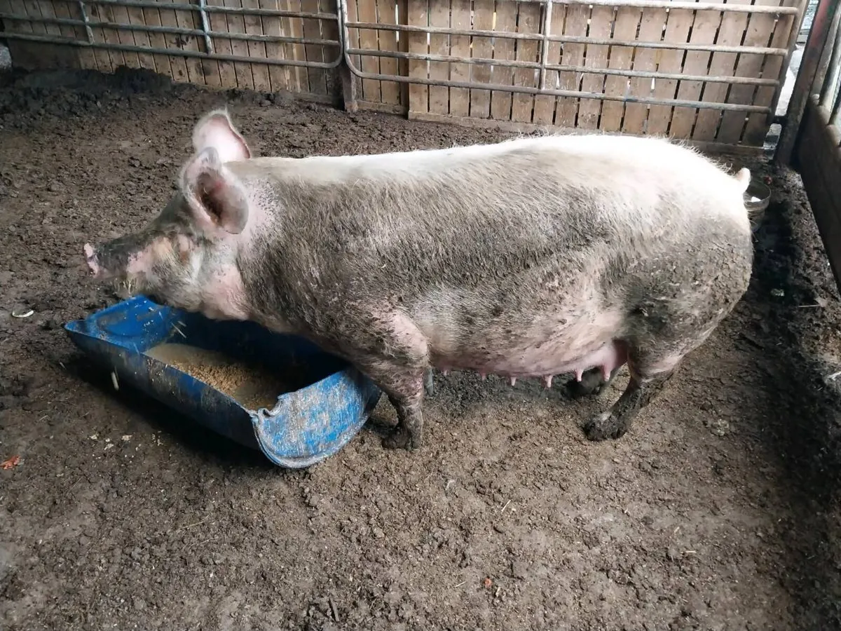 Large white sow - Image 1
