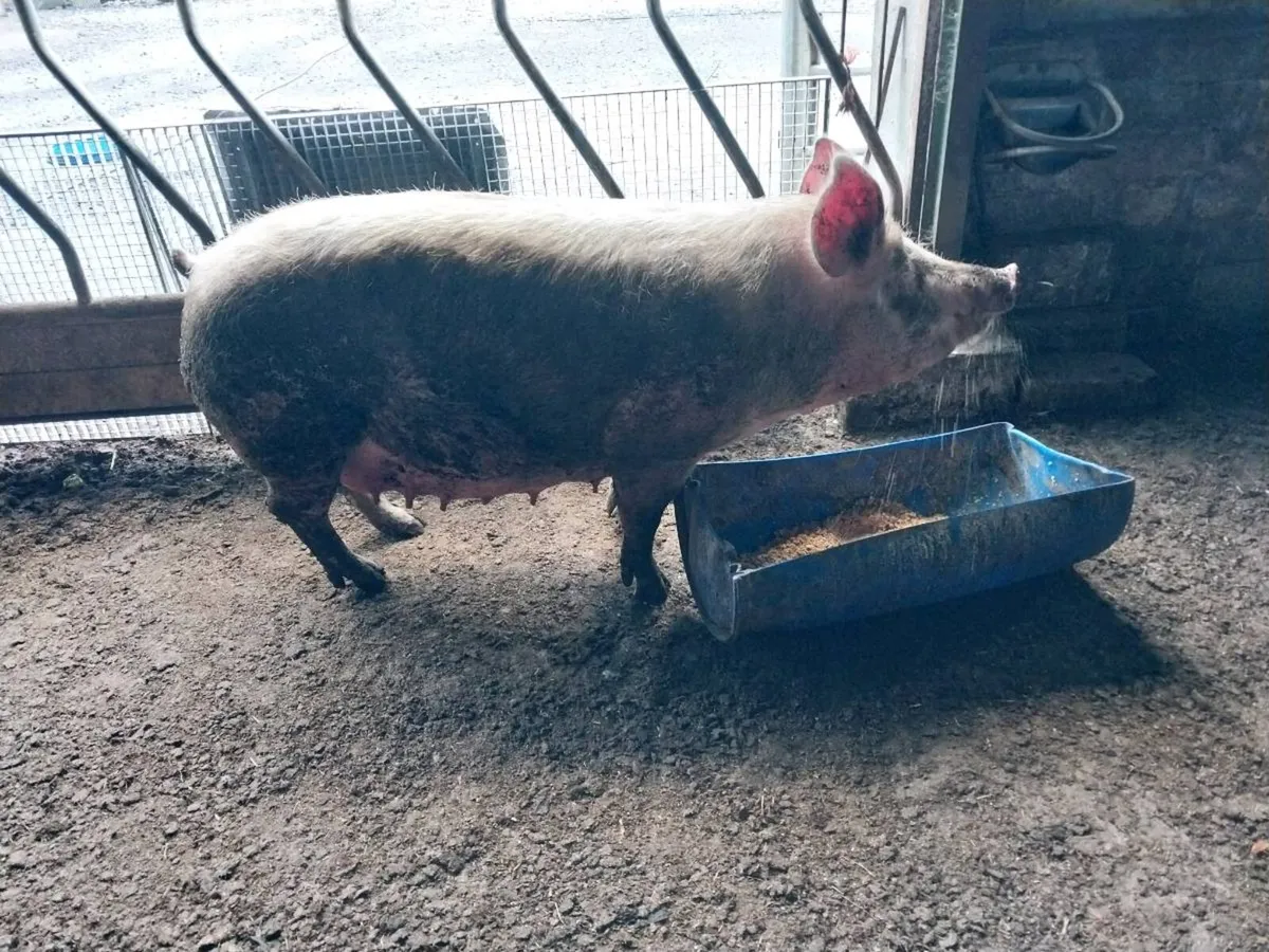 Large white sow - Image 2