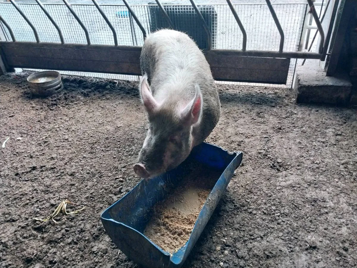 Large white sow - Image 3
