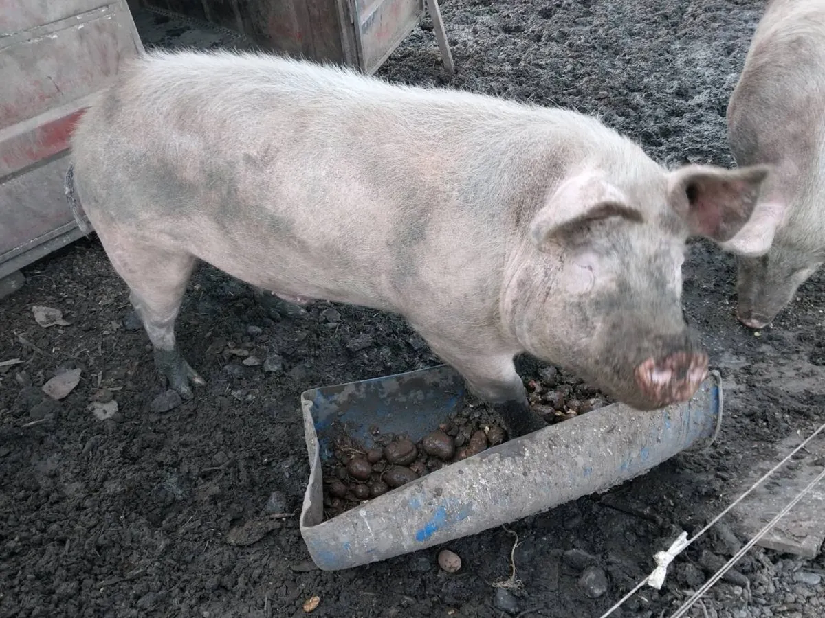 Large white sow - Image 4