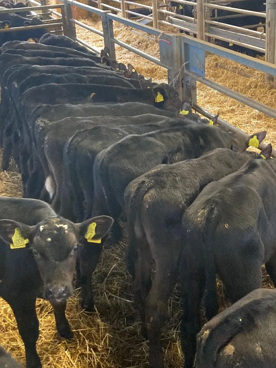 20 weaned bull calves - Image 1
