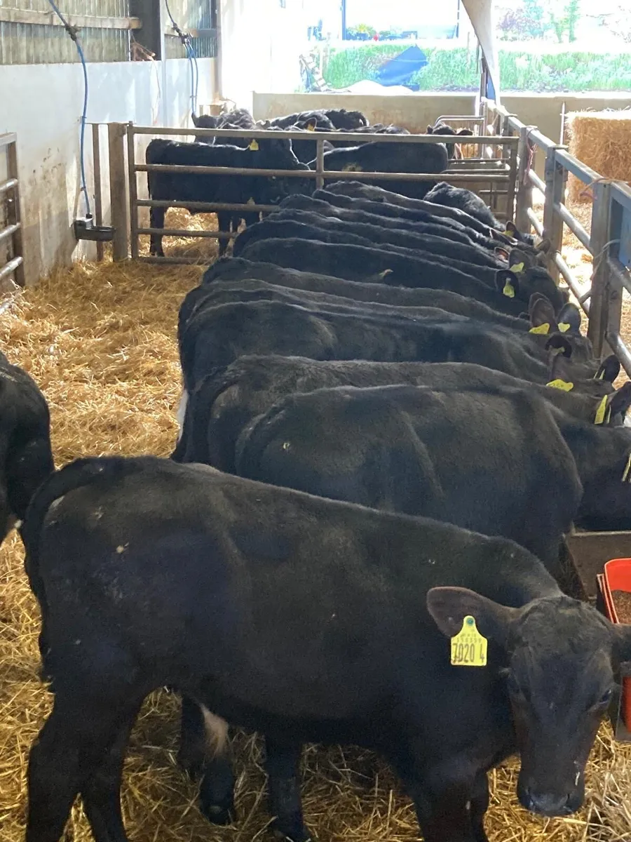 20 weaned bull calves - Image 2