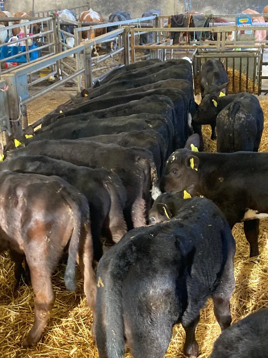 20 weaned bull calves - Image 3