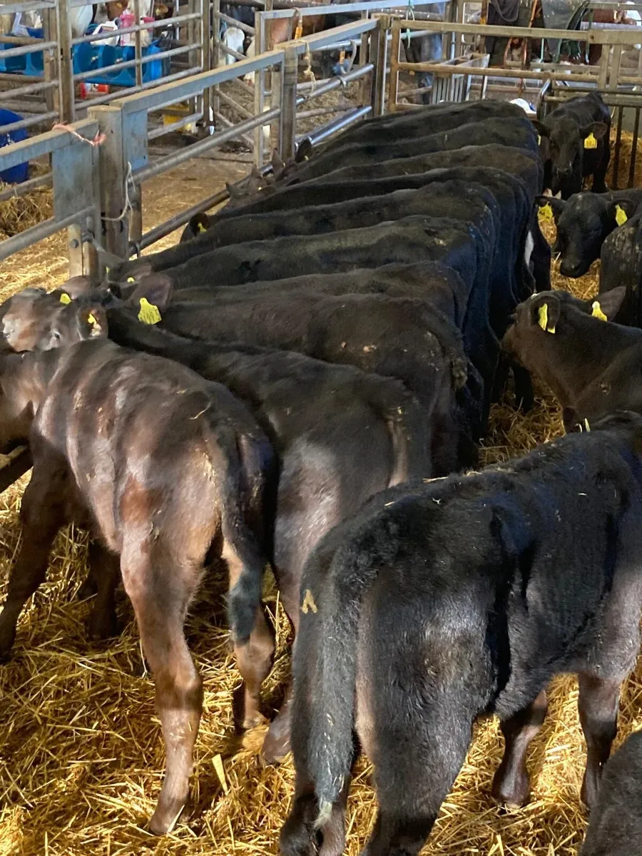 20 weaned bull calves - Image 4