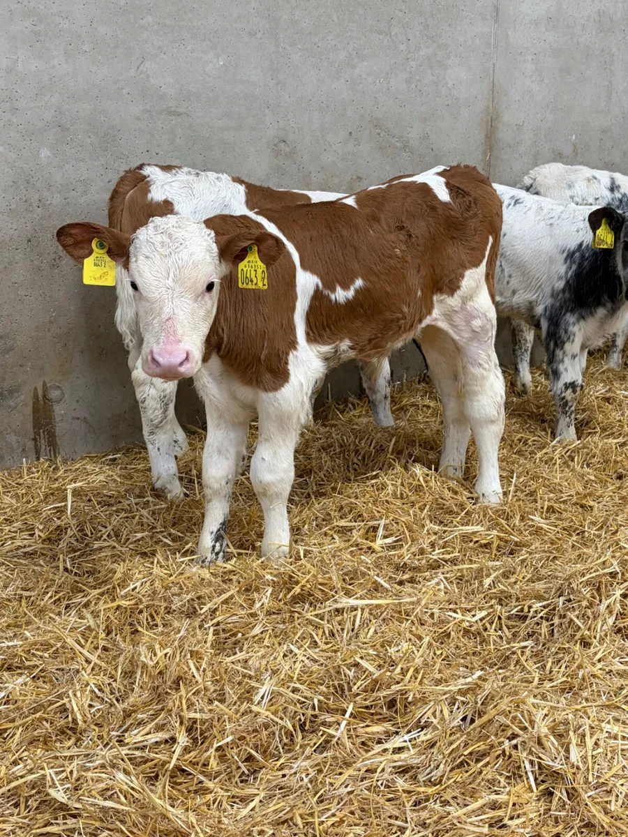 4 Simmental & Beef Shorthorn Bull Calves - Image 4