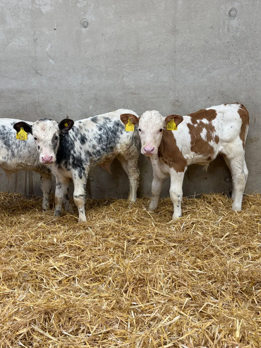 4 Simmental & Beef Shorthorn Bull Calves - Image 1