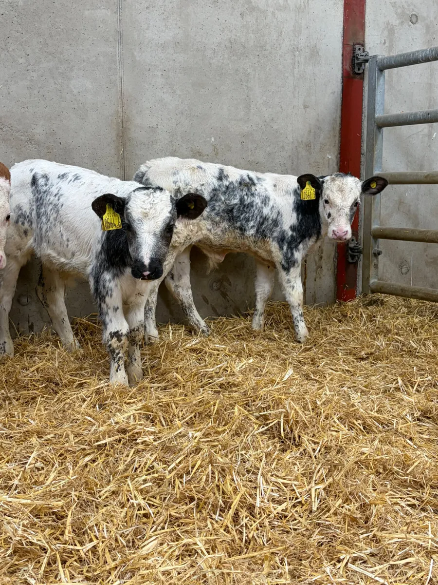 4 Simmental & Beef Shorthorn Bull Calves - Image 3
