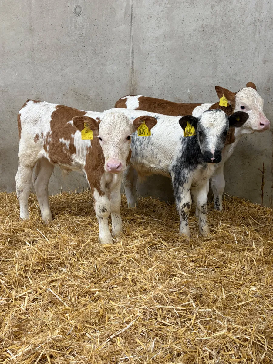 4 Simmental & Beef Shorthorn Bull Calves - Image 2