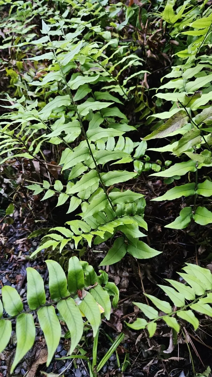 Ferns - Image 2