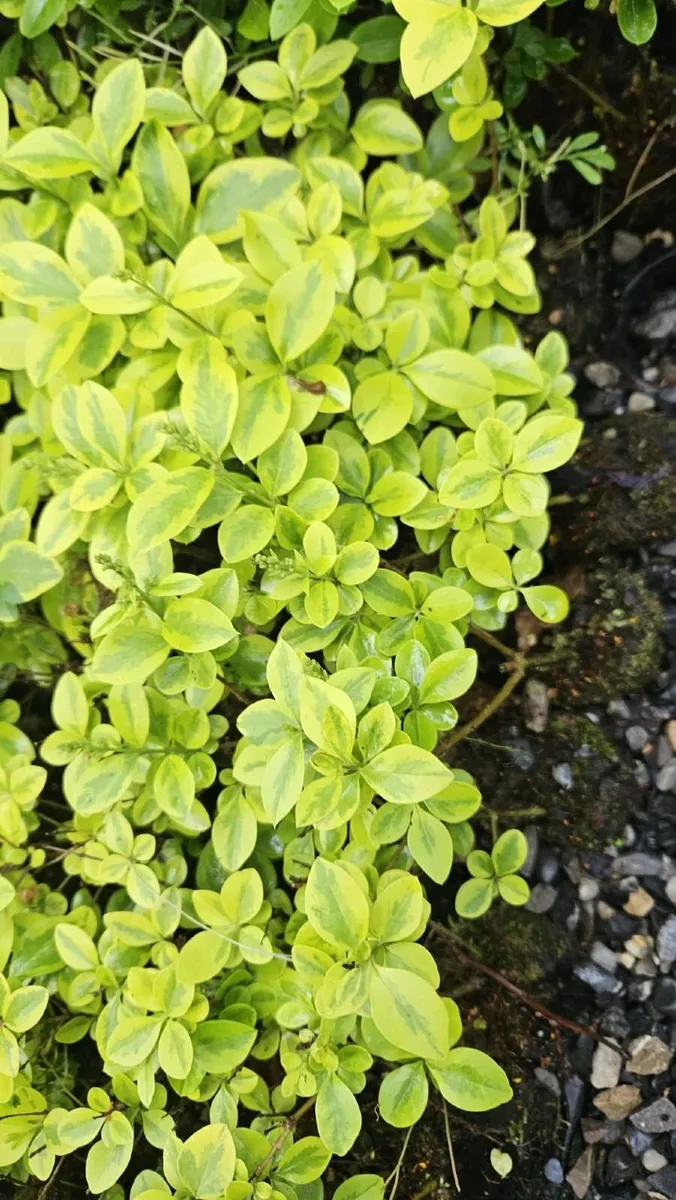 Privet - Image 1