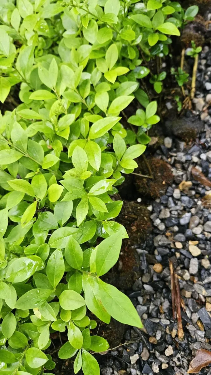 Privet - Image 2