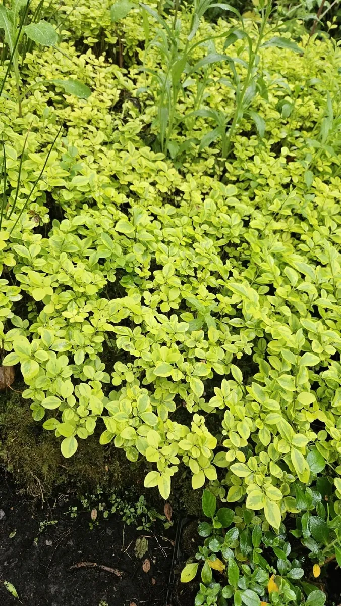 Privet - Image 3