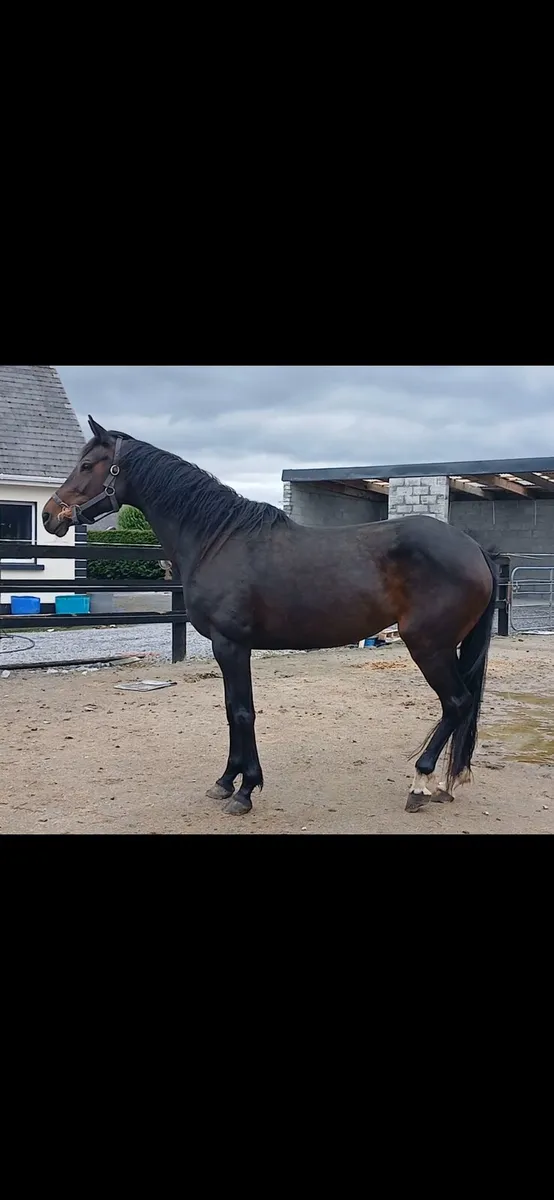 16hh bay 2016 mare - Image 1