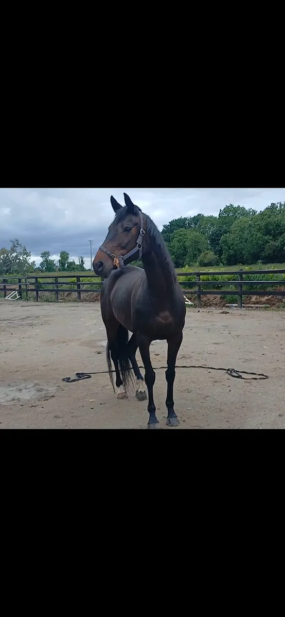 16hh bay 2016 mare - Image 2