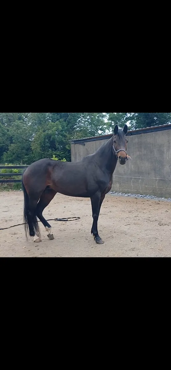 16hh bay 2016 mare - Image 3