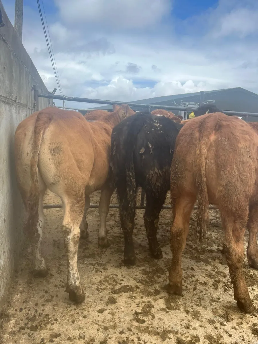 6 super quality lmx heifers - Image 1