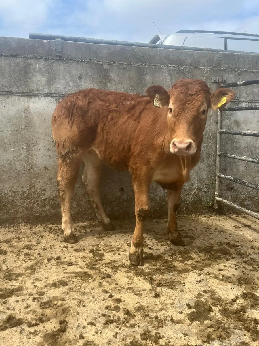 6 super quality lmx heifers - Image 2