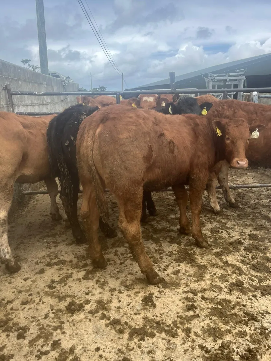 6 super quality lmx heifers - Image 3