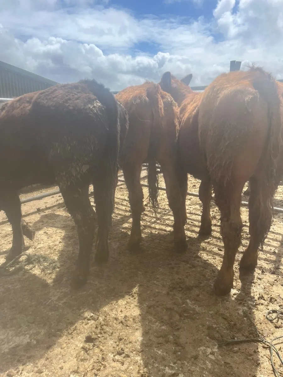 6 super quality lmx heifers - Image 4