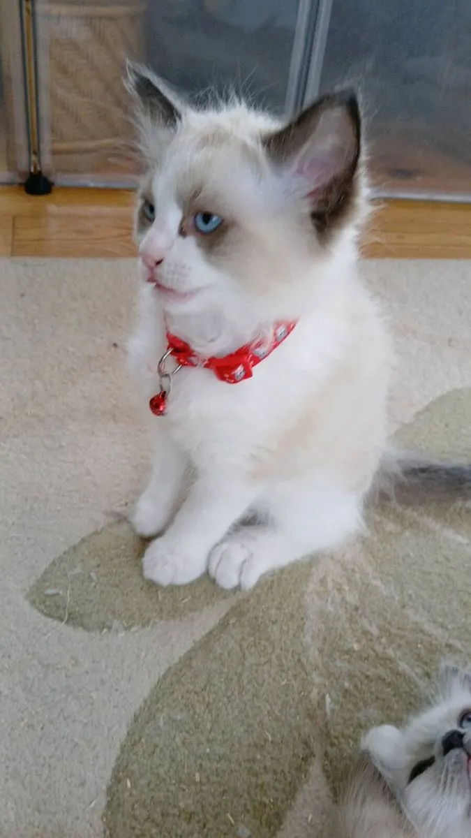 Ragdoll kittens - Image 3