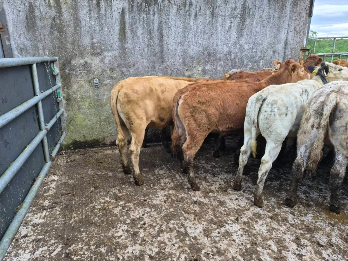 7 heifers - Image 2